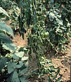 Verticillium wilt (Verticillium albo-atrum) on tomato