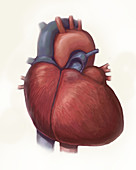 Human Heart, Illustration