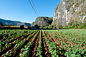 Cuban tobacco field