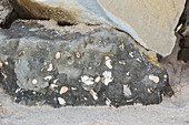 Rock with Fossil Shells, OR