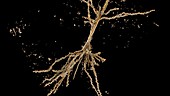 Dendrites, Nerve Cell