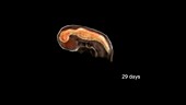 Prenatal Brain Development at 29 Days