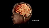 Young Child's Brain