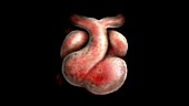 Week 7, Prenatal Heart Development