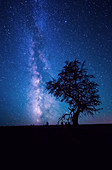 Juniper Tree and Milky Way