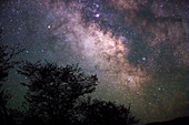 Sagittarius Star Cloud and Trees