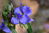 Spiderwort Flowers