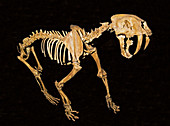 Sabertooth Cat