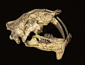 False Saber-tooth Cat Skull