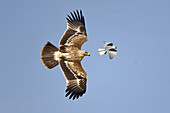 Eastern Imperial Eagle and Black-shouldered Kite