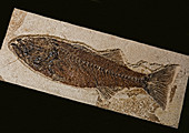 Fish Fossil from Green River