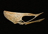 Tupuxuara Pterosaur Skull