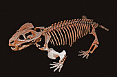 Dicynodont