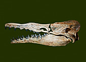 Basilosaurus skull