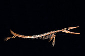Clidastes Propython Marine Lizard