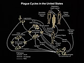 Plague Cycles in the United States