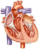 Heart Interior, illustration