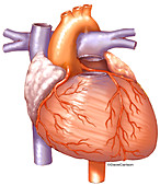 Heart and Coronary Arteries, illustration