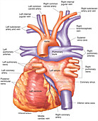 Heart Anatomy (labelled), illustration