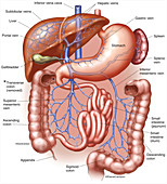 Hepatic Portal System (labelled), illustration