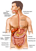 Gastrointestinal Tract (labelled), illustration