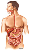 Gastrointestinal Tract, illustration
