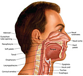 Nasal, Oral & Laryngeal Cavities (labelled), illustration