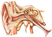 Ear Anatomy, illustration
