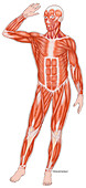 Anterior Muscles of the Human Body, illustration