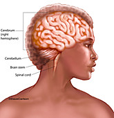 Human Brain (labelled), illustration