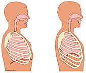 Breathing biomechanics, diagram