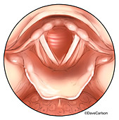 Larynx Anatomy, illustration