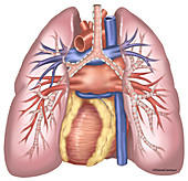 Lungs and Heart (Posterior View), illustration