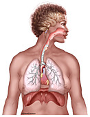 Respiratory System Overview, illustration