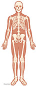 Human Skeleton, illustration