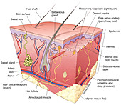 Skin Structure (labelled), illustration