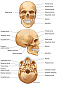 Human Skull (labelled), illustration