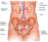 Urinary System (labelled), illustration