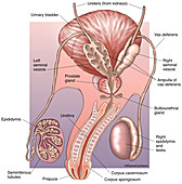 Male Reproductive System (labelled), illustration