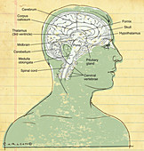 Human Brain (labelled), illustration