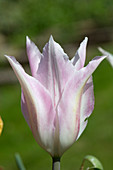 Tulip 'Tres Chic'