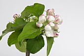 Apple flower series 4 of 6