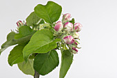 Apple flower series 3 of 6