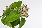 Apple flower series 2 of 6