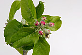 Apple flower series 1 of 6