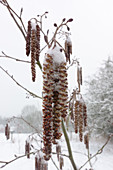 Snow on alder catkins
