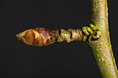 Pear leaf and flower bud