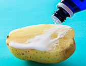 Hydrogen Peroxide Reacts with Catalase in Potato
