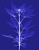 X-Ray of a Cannabis Plant