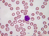 Basophilic leucocyte, LM